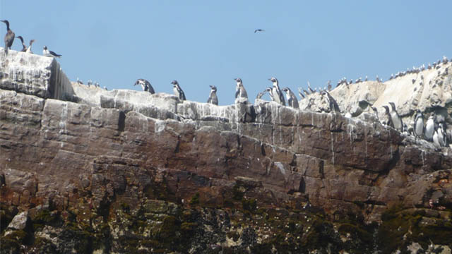 Read more about the article Peru Lima 5: Palomino Islands and Villa Wetlands