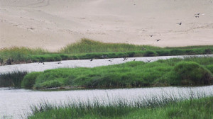 Read more about the article Peru Lima 3: Paraiso Lagoon and Lomas de Lachay