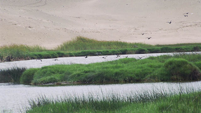 Read more about the article Peru Lima 3: Paraiso Lagoon and Lomas de Lachay