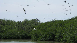 Read more about the article North Peru 1: Northern Peru, Endemic and Pelagic