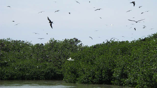 Read more about the article North Peru 1: Northern Peru, Endemic and Pelagic