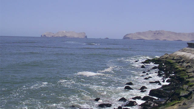 Read more about the article Peru Lima 1: Pelagic in Lima