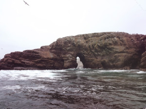 Read more about the article Lima: Islas Palomino and Pantanos de Villa