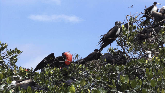 Read more about the article North Peru 2: Tumbes-Chiclayo-Tarapoto