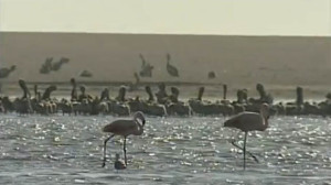 Read more about the article Birding Tours on North Peru