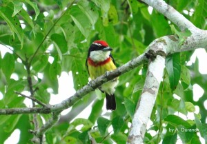 Read more about the article Scarlet Banded Barbet Tour