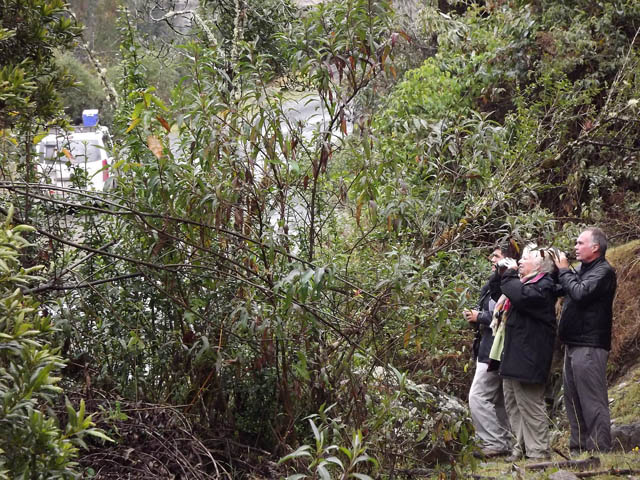 Read more about the article South Peru: Cusco – Wayqecha