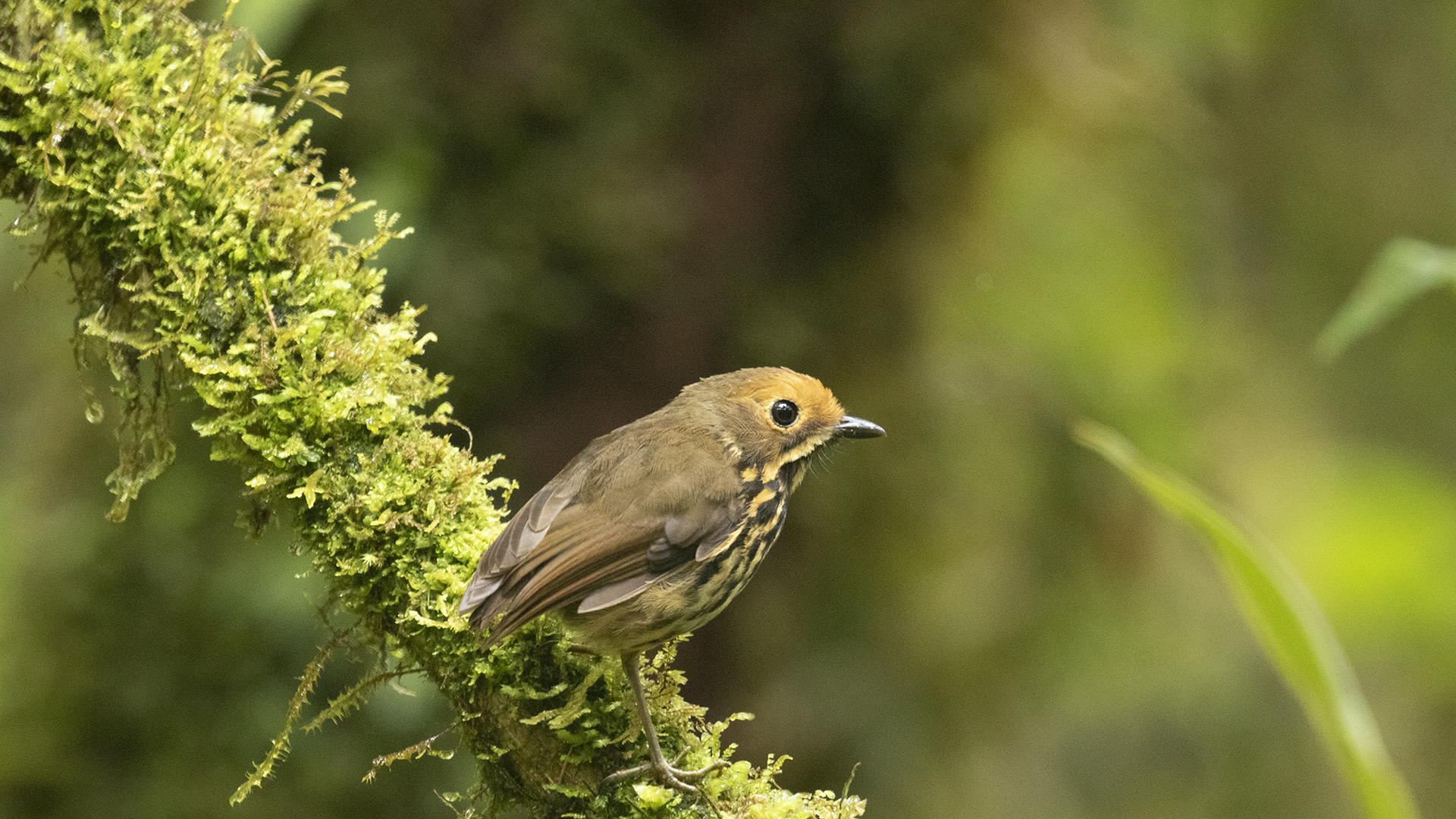 Ochrefronted Antpitta