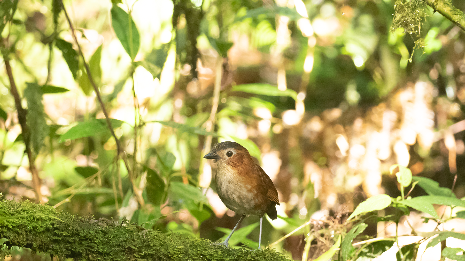 Rustytingedantpitta1