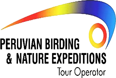 Peruvian Birding & Nature Expeditions