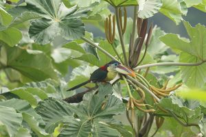 Read more about the article North Peru 5C: North of Peru included Gogta Lodge