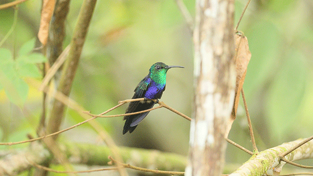 Read more about the article Central Route Peru 2: Santa Eulalia, Lago Junín, Carpish and  Unchong
