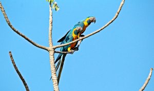 Read more about the article Extension 1: Blue-throated Macaw