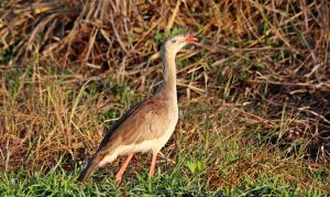 Read more about the article Amazing Birding in Bolivia