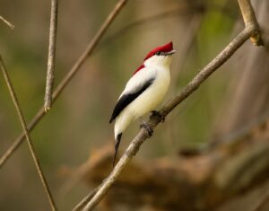 Read more about the article Northeast Brazil Birding Tour 